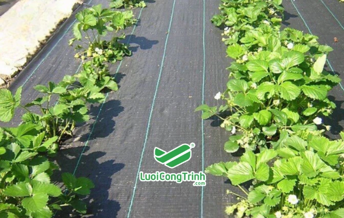 Lưới chắn mọc cỏ