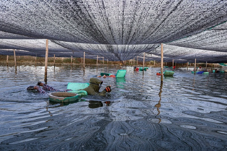 Why is a shade cover necessary for sea grape (Caulerpa) farming?